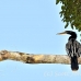 anhinga_la_h_1380_ecu3546.jpg